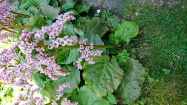 Billede af plante